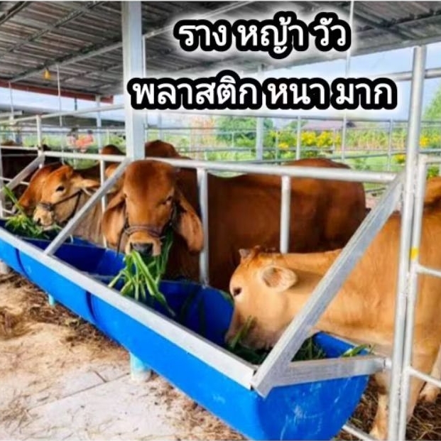 ถังพลาสติกผ่าซีก รางอาหารสัตว์ รางหญ้า รางน้ำ รางพลาสติกหนา ขนาด 200 ลิตร