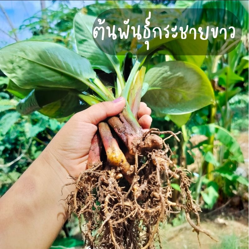 ต้นกระชายขาว ชุด 15 ต้นใหญ่ รากสวย พร้อมปลูก (ส่งแบบตัดใบ)