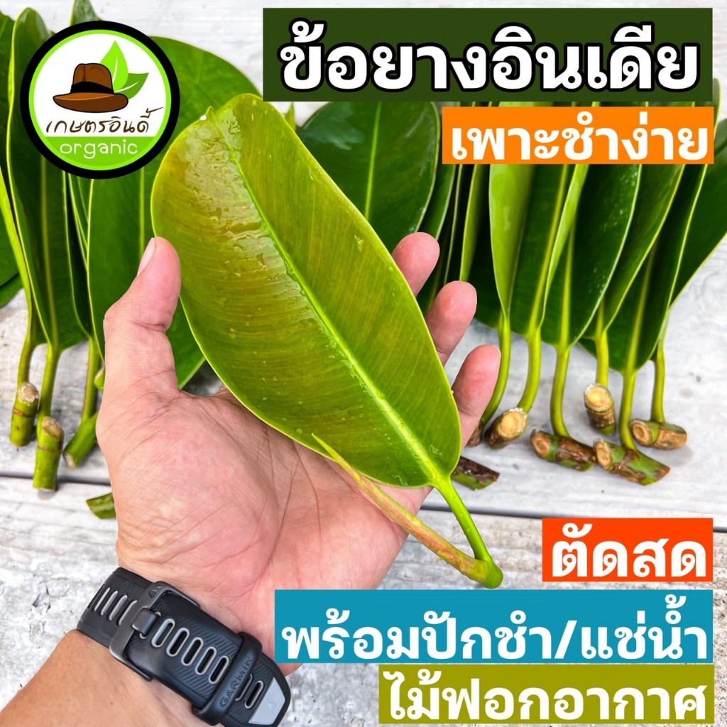 ใบยางอินเดียเพาะชำ 2ข้อ=15บาท(สำหรับเพาะปลูก) ใบยางอินเดียเขียวตัดสดทุกวัน