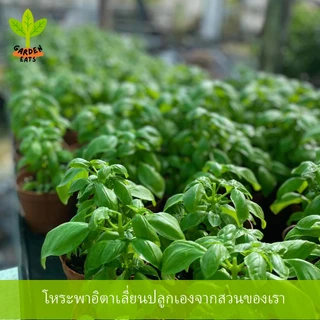 ซอสเพสโต้ pesto sauce ซอสโหระพา ซอสพาสต้า เมนูอาหารคีโต Vegan ใช้ Olive oil 100% อาหารสุขภาพ 200 g