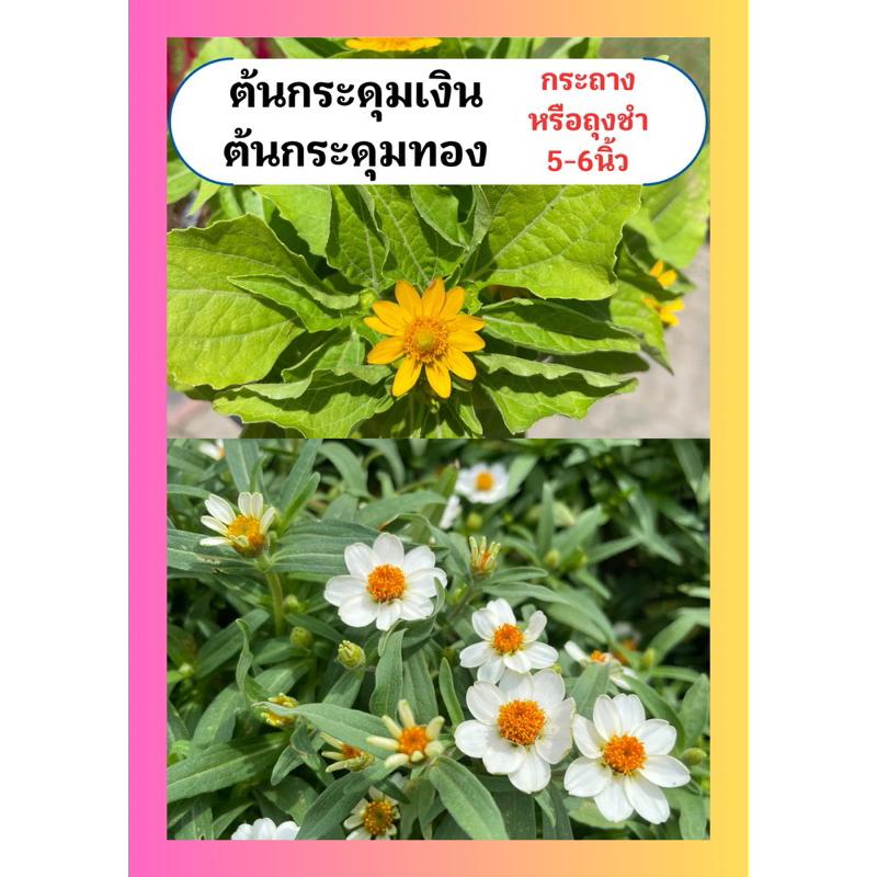 ต้นกระดุมเงิน ต้นกระดุมทอง ดอกน่ารัก ออกดอกเก่ง ทนแดด กระถาง5นิ้ว