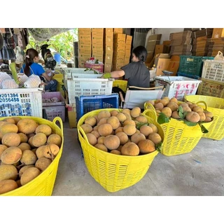 กระท้อนห่อพันธุ์ปุยฝ้าย ส่งตรงจากจังหวัดนครนายก