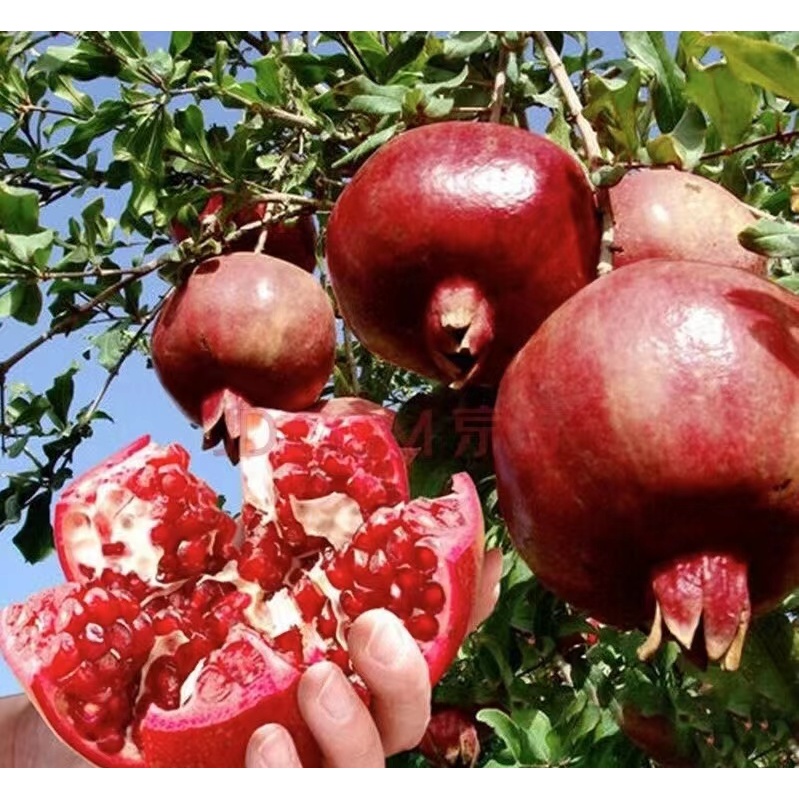 ประเทศไทยพร้อมสต็อก* 50เมล็ด ทับทิมแดง เมล็ดพันธุ์ Edible Pomegranate Seeds for Planting เมล็ดพันธุ์ผลไม้ ต้นไม้หายาก