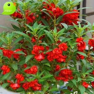 เมล็ดพันธุ์ ดอกเทียนซ้อน คละสี 500เมล็ด ถูกที่สุด เมล็ดพันธุ์ พร้อมส่งจากไทย