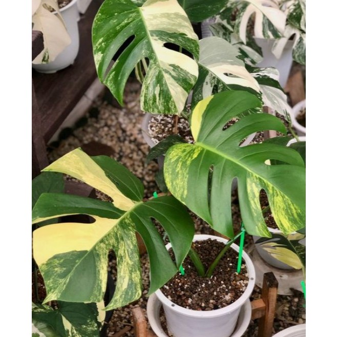 Monstera Thai Constellation มอนสเตอร่าไทคอน ด่างสวย
