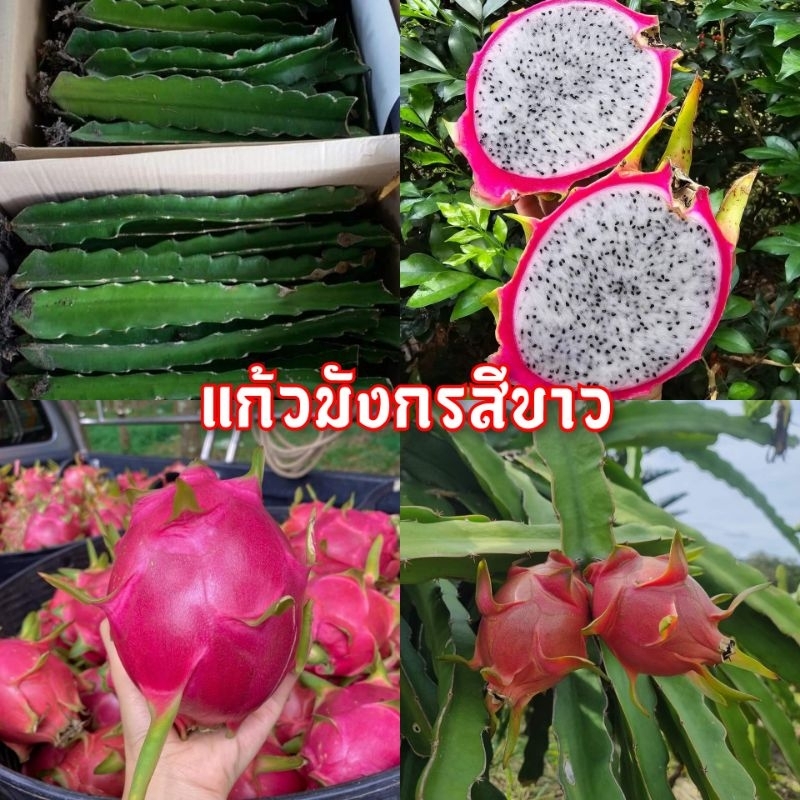 ท่อนพันธุ์แก้วมังกรขาว กิ่งพันธุ์แก้วมังกรขาว (1ชุด 5 ท่อน 59 บาท) พร้อมส่ง ซื้อ3ชุด แถม 1ชุด