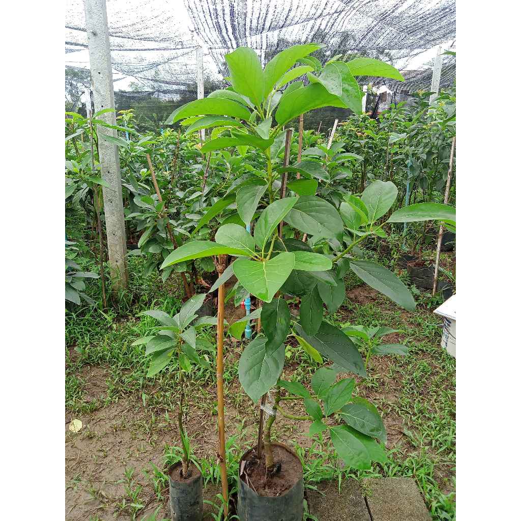 ต้นอะโวคาโด้ บัคคาเนียร์ เปลี่ยนยอด ไชร์ใหญ่ XL สูง 1.30 - 1.40 เมตร Buccanear avocado tree