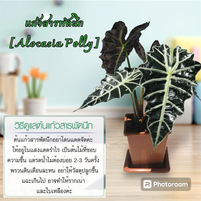 ต้นแก้วสารพัดนึก ตัวผู้ ส่งแบบกระถางมีดิน พร้อมปลูกนะคะ