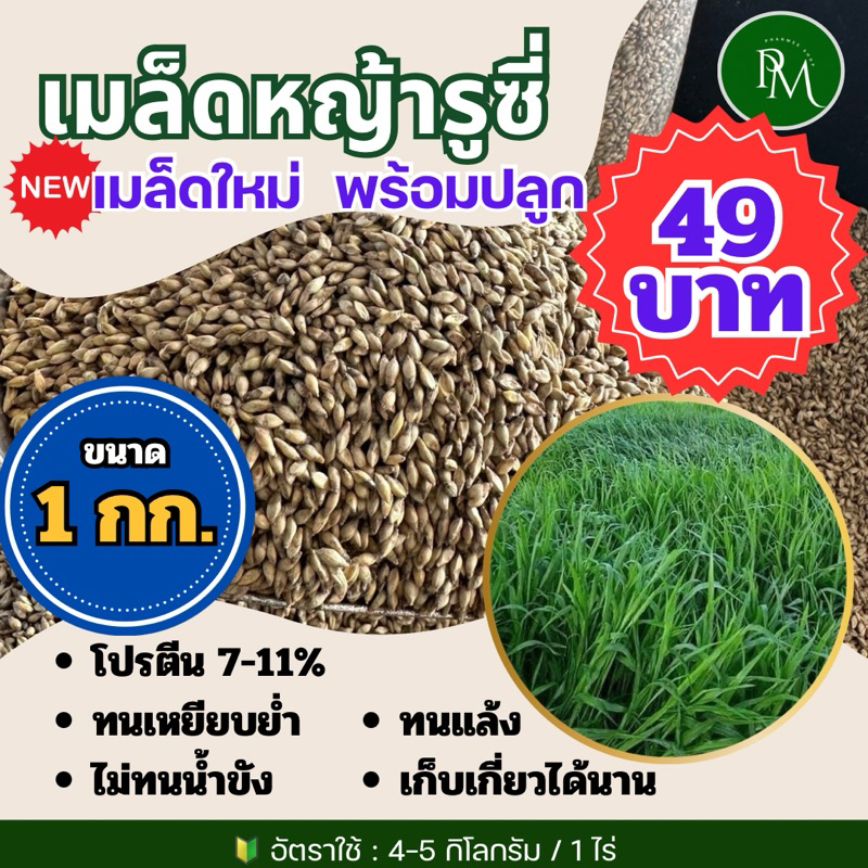 รูซี่ เมล็ดหญ้ารูซี่ 1 กิโลกรัม #พร้อมปลูก หญ้าลูซี่ หญ้าเลี้ยงสัตว์ หญ้า พันธ์ุหญ้า หญ้าเลี้ยงวัว