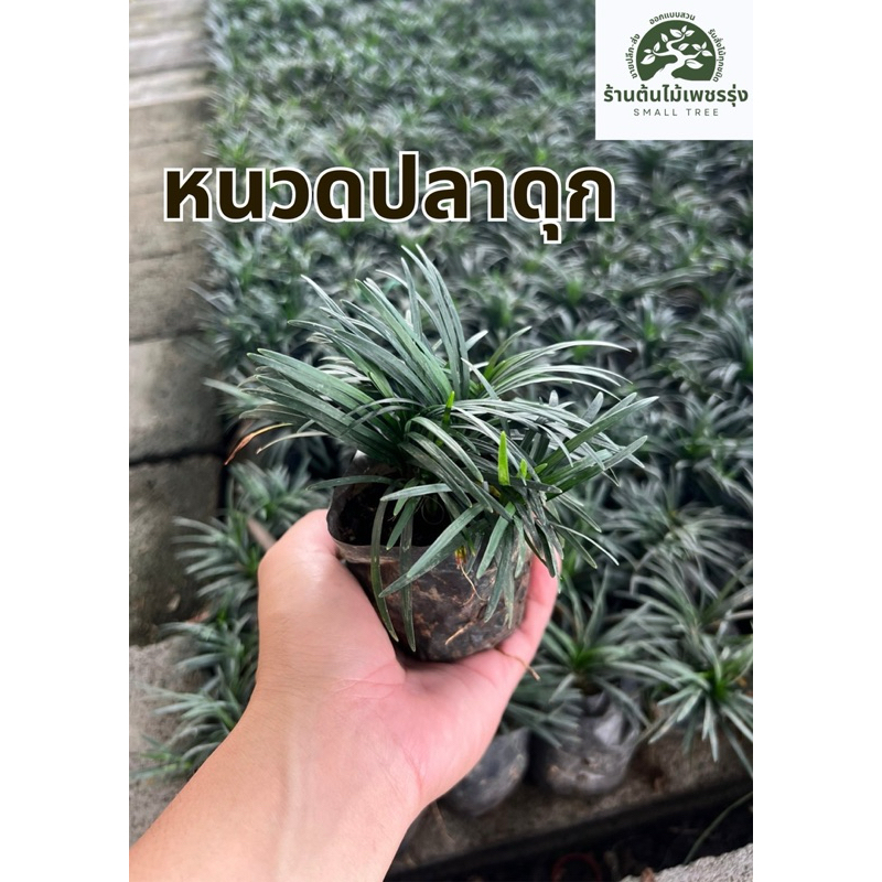 ต้นหนวดปลาดุก ชุด 50 ต้น