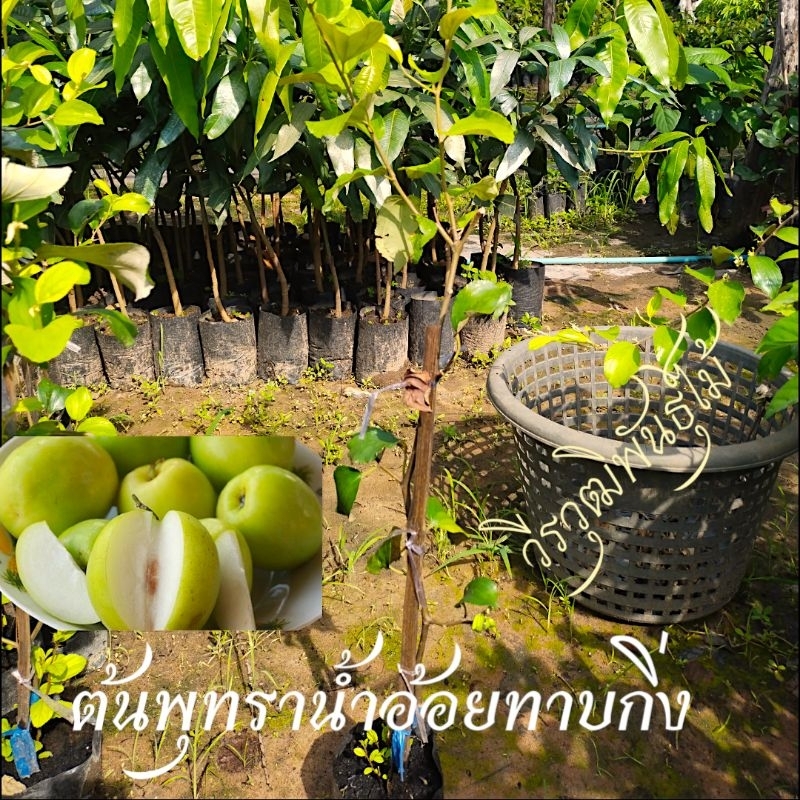ต้นพุทราน้ำอ้อยหรือหมากกะทันน้ำอ้อยต้นทาบกิ่ง
