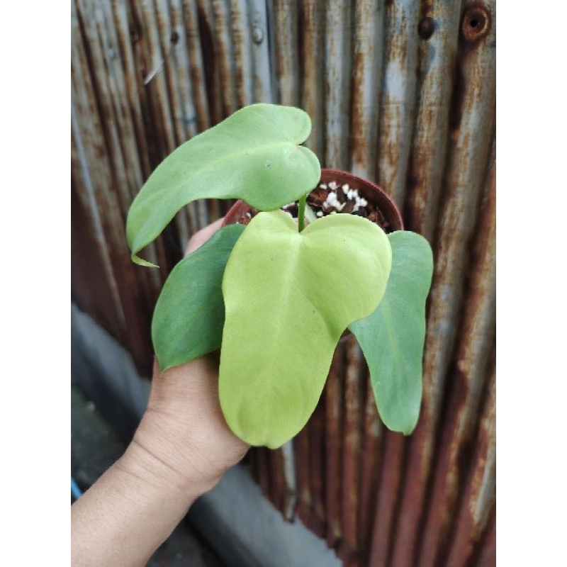 #Philodendron #Golden #Violin WMW  #ฟิโลเดรดรอน #ไวโอลิน สีทอง