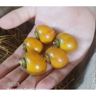 หอยเชอรี่สีทองไซส์ขุน สวยๆ พร้อมคู่มือคำแนะนำ