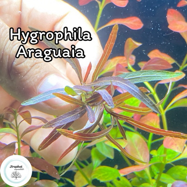 ต้นไม้น้ำ ไฮโกรฟิลล่าอะลากัวย่า Hygrophila Araguaia