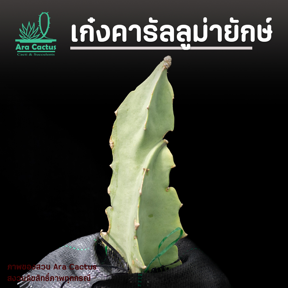 สวนปลูกเอง! คารัลลูม่า เก๋งจีน Caralluma acutangula ไซส์กระถาง 6 นิ้ว แคคตัส กระบองเพชร ต้นไม้ประดับ อวบน้ำ
