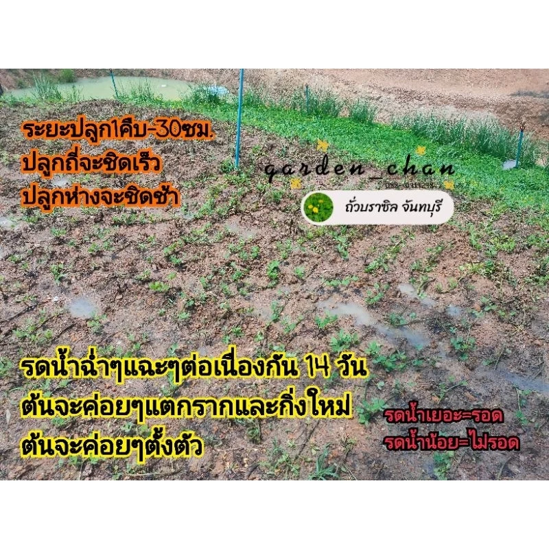 ถั่วบราซิล กิ่งละ 1 บาท ขั้นต่ำ 50 กิ่ง ได้ 60 กิ่ง ส่งวันถัดไปหลังจากชำระเงิน ตัดแบ่งได้2-3ท่อน thumbnail 8