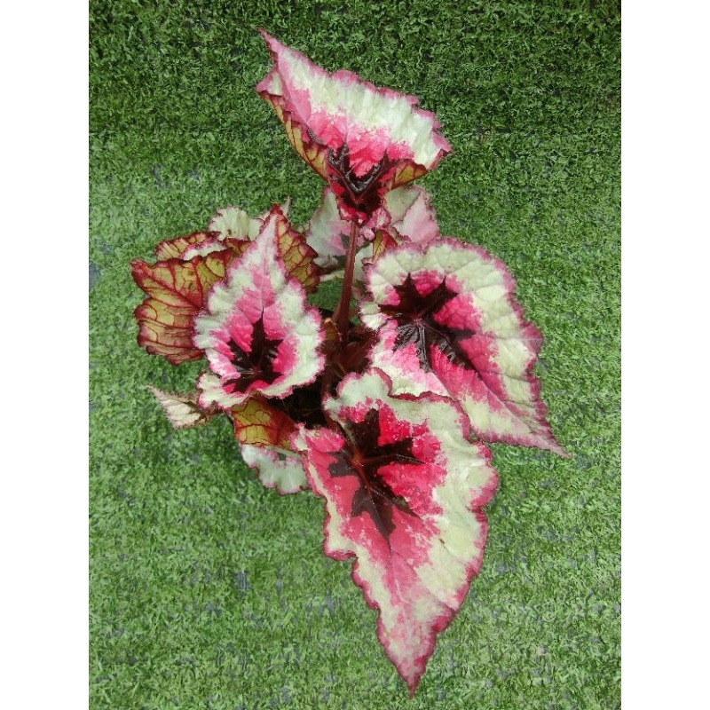 ต้นบีโกเนียRex "Evening Glow" [Begonia "Evening Glow" ] ในกระถาง3"