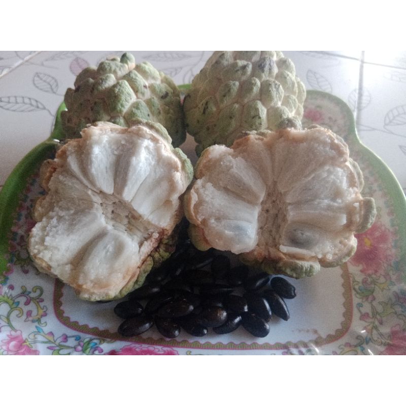 #เมล็ดพันธุ์น้อยหน่าหนัง ปี 2567 สดใหม่ สำหรับเพาะ 100 เมล็ด