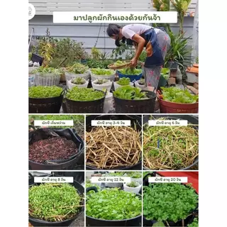 เมล็ดผักชี งอกง่าย งอกไว ไม่ต้องทุบ ไม่ต้องแช่น้ำ ไม่ต้องบ่มให้ยุ่งยาก 3000-4000 เมล็ด รับประกันการงอก งอกภายใน 5-7วัน