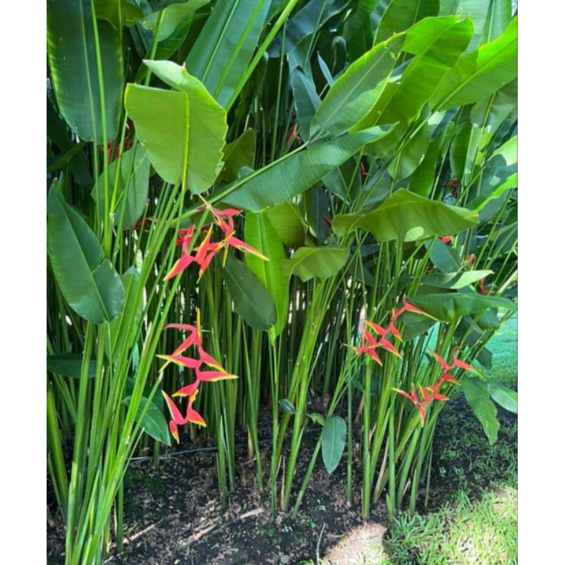 เฮลิโคเนีย ชื่อ (รอลินเลียน่า)🌷🌷Heliconia - รูปที่ 4