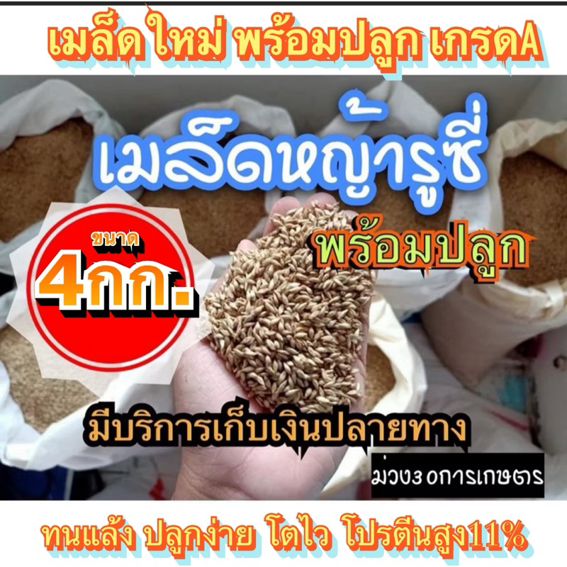 ✅ รูซี่ เมล็ดหญ้ารูซี่ 4 กิโลกรัม #รับประกันการงอก #พร้อมปลูก ลูซี่ หญ้าเลี้ยงสัตว์ พันธ์ุหญ้า  หญ้าเลี้ยงวัว