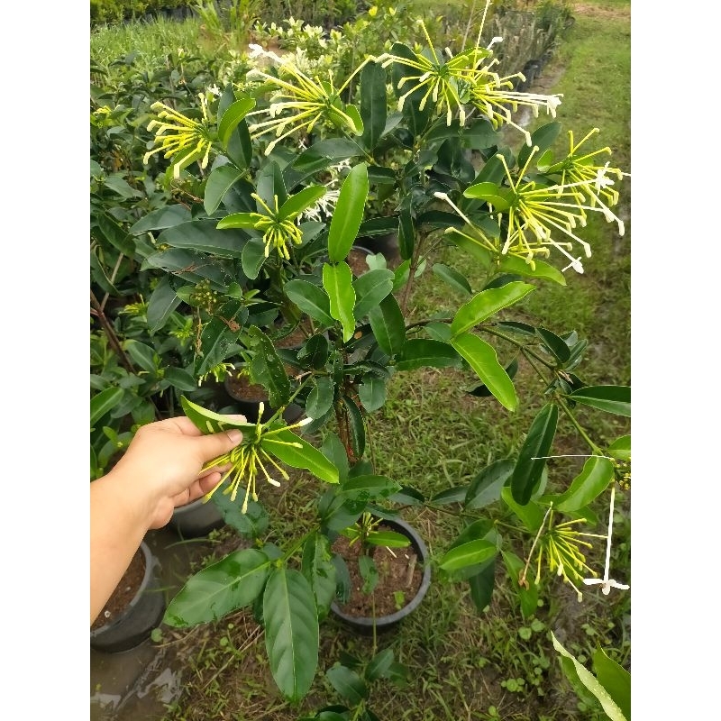 ต้นพุดบุญรักษา/ขนาด100ซม.ติดดอก