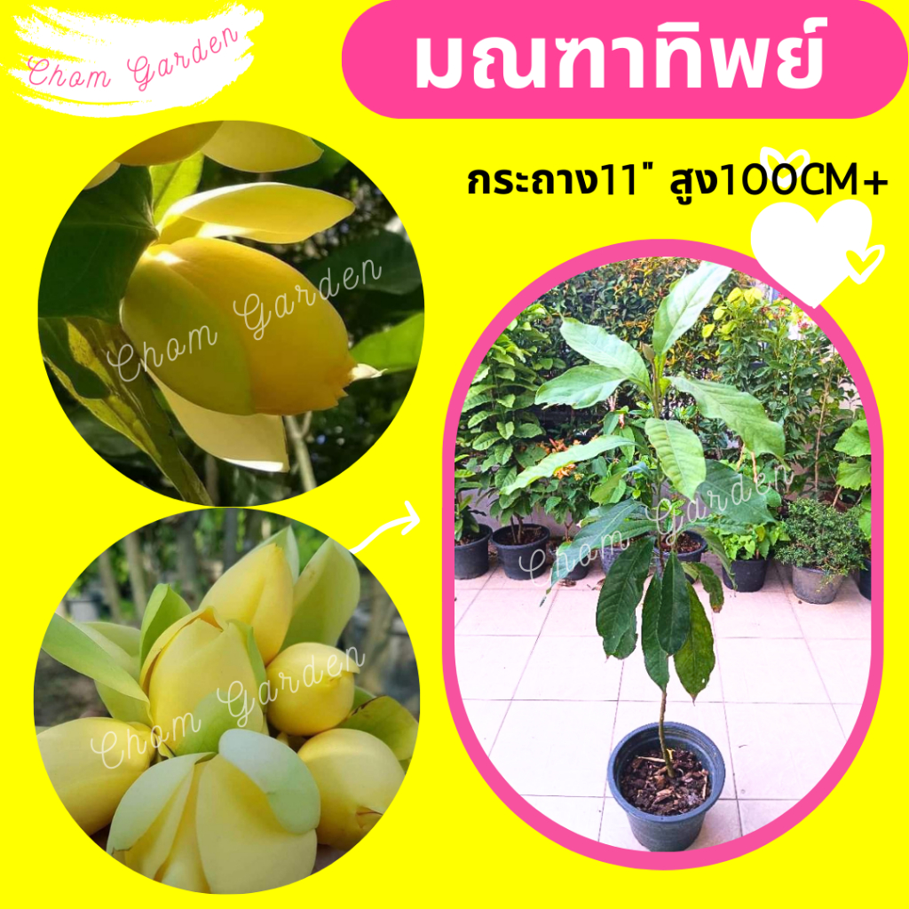 ต้นมณฑาทิพย์ สูงเกิน 1 เมตร
