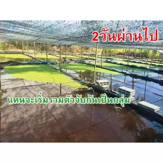 แหนแดงไมโครฟิลล่า แหนแดงเกษตร สด ใหม่ ปลอดสารพิษ แข็งแรง ไนโตรเจน โปรตีนสูง