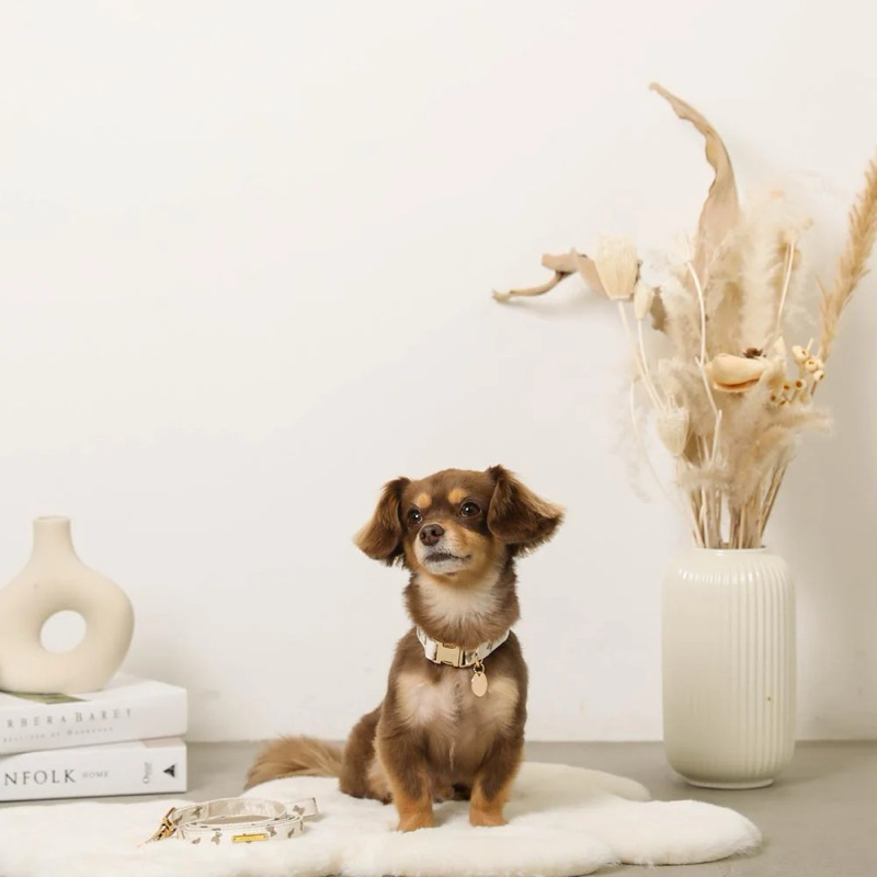 VELKYBARK [พร้อมส่ง] Moncheri🇯🇵 เซ็ต ปลอกคอสัตว์เลี้ยง พร้อมสายจูง - รูปที่ 5