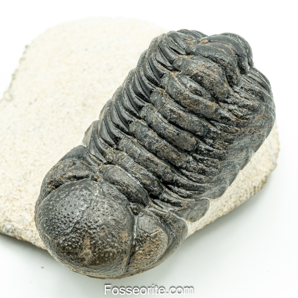 [เกรดพิพิธภัณฑ์+อายุกว่า 420 ล้านปี!!!] 71mm ฟอสซิล ไทรโลไบต์ Austerops Sp. Trilobite