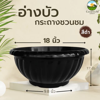 อ่างบัวเลี้ยงปลา กระถางชวนชม ขนาด 18 นิ้ว