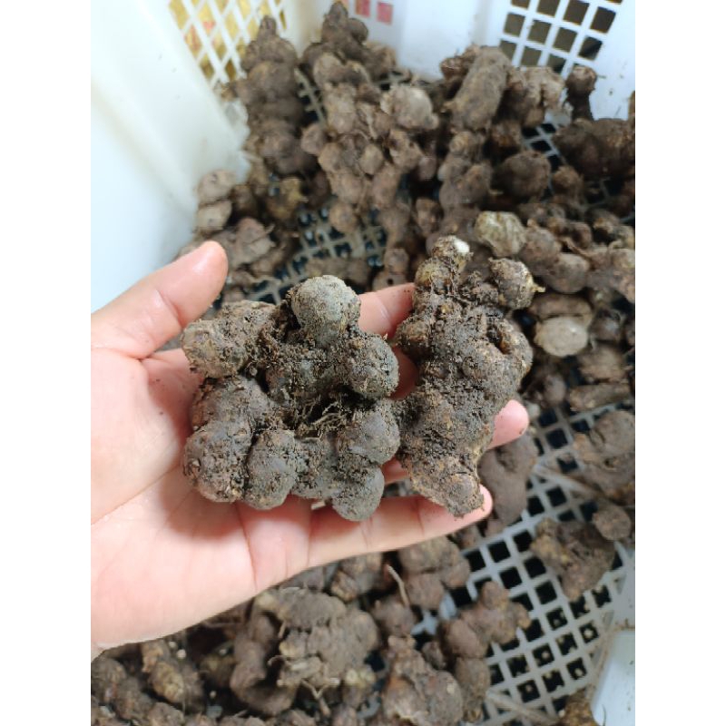 กระชายดำสด ขุดสดๆตามออเดอร์ ไม่ต้องรอนาน ส่งเร็ว ส่งไว