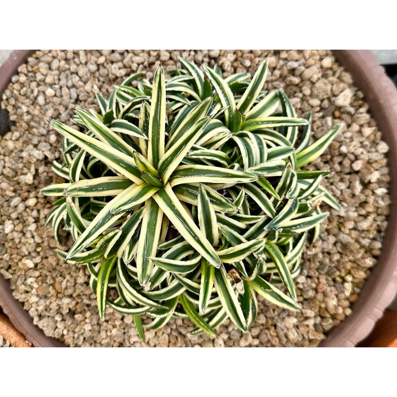 หน่ออากาเว่ Agave victoriae-reginae 'Cream Compact'