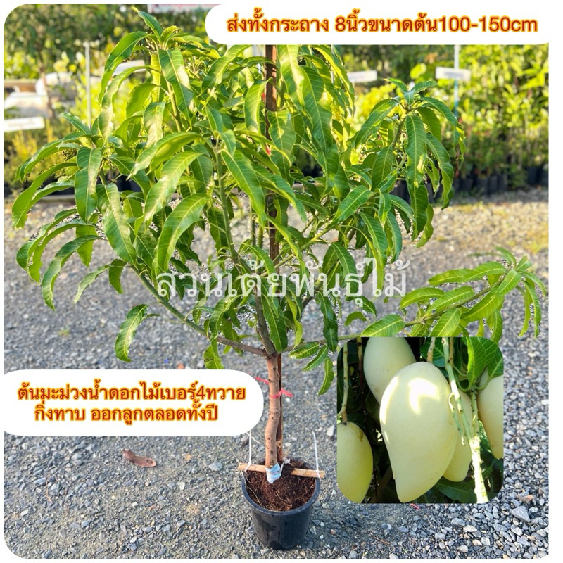 ต้นมะม่วงน้ำดอกไม้เบอร์4ทวาย กระทาง8“กิ่งทาบขนาด100-150cm ออกลูกตลอดทั้งปีรับประกันพันธุ์แท้