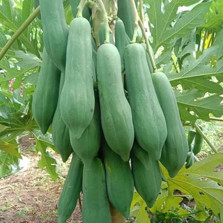 เมล็ดมะละกอพันธุ์แขกนวลดำเนิน 10 กรัม จำนวน 500 - 600 เมล็ด