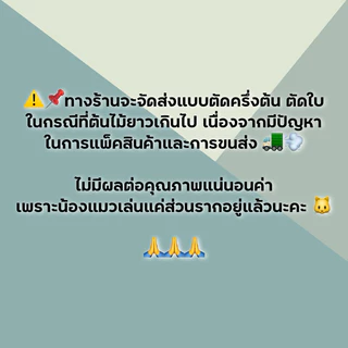 ตำแยแมว หญ้าแมว 1ชุดได้10ต้น สำหรับให้แมวกิน ปลูกแบบออแกนิคไร้สารพิษ