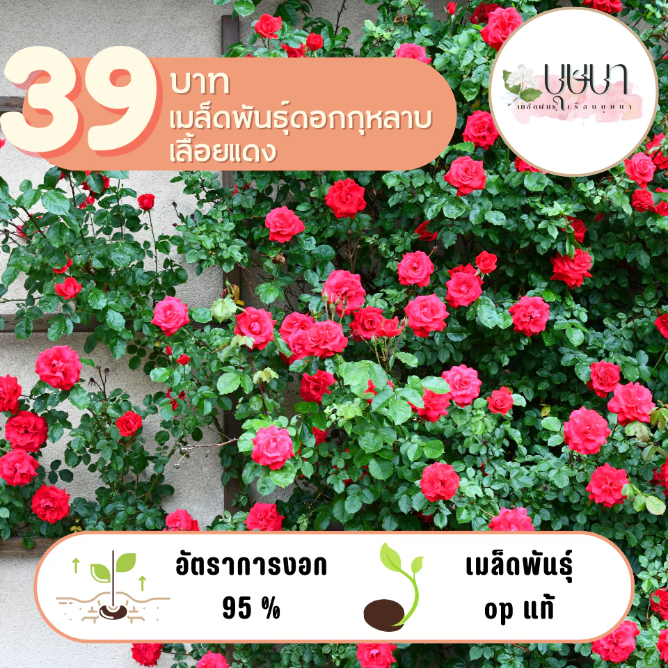 กุหลาบเลื้อยสีแดง 39บาท 50เมล็ด