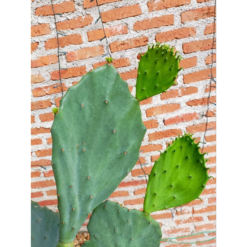 Opuntia old Mexico โอพันเทีย โอล เม็กซิโก กระบองเพชรทานผล/ใบ แพ็ดตัดสด