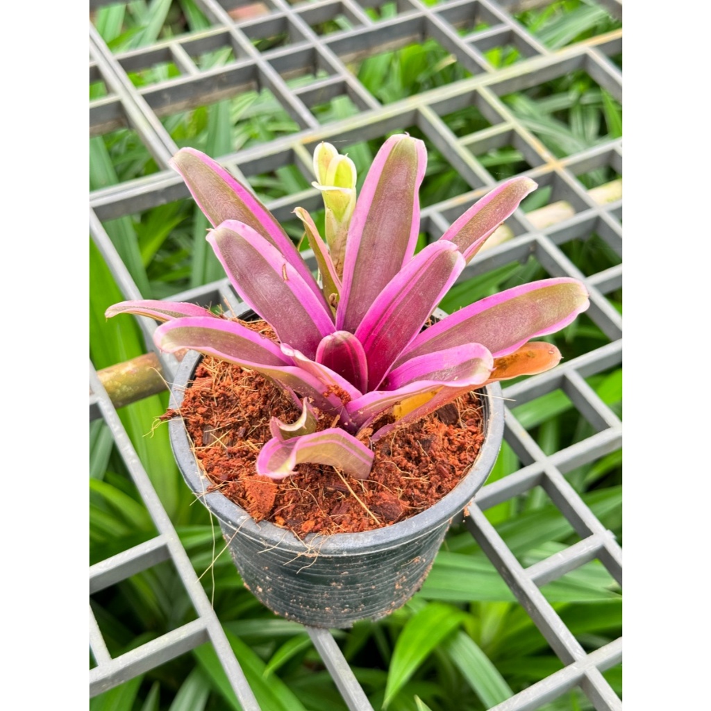 มุมมอง 4