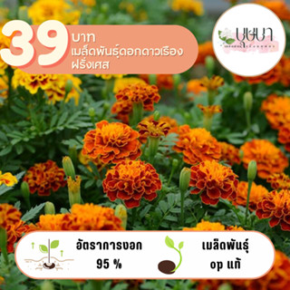 ดอกดาวเรืองฝรั่งเศสสีส้ม 39บาท 200เมล็ด