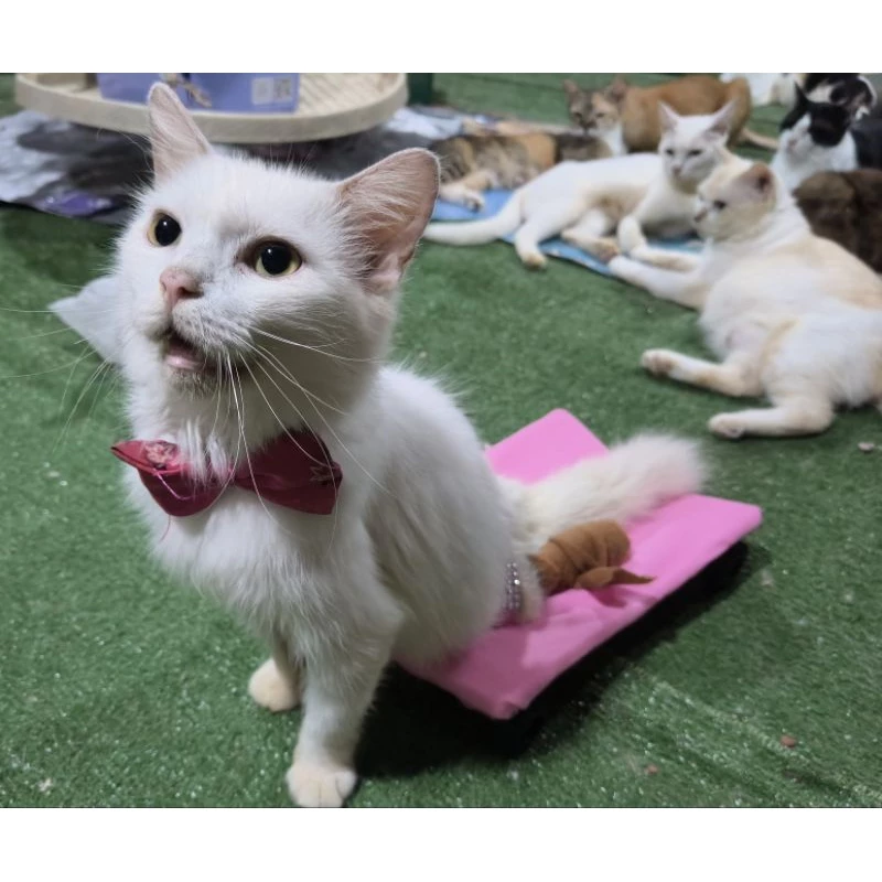 รถแมวพิการแบบเตี้ยสามารถนอนได้น้ำหนักเบาให้น้องแมวได้เดินเล่นในบ้าน
