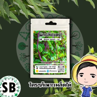 ผักปลังแดง 35-40 เมล็ด/ซอง Malabar Spinach - Red 🔥โปรโมชั่น [ซื้อ 2 แถม 1ซอง]