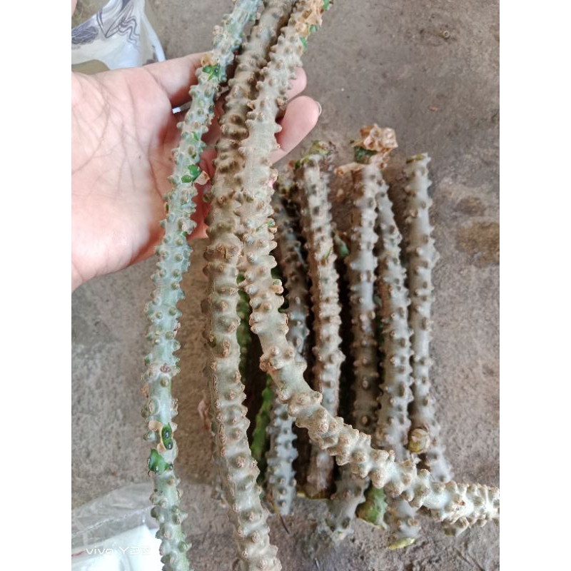 กิ่งพันธุ์บอระเพ็ดสดสำหรับปักชำ หรือ ปลูก ชุด 15 กิ่ง 100 บาท ราคา ถูกที่สุด ดีลบีเคเค แกลเลอรีภาพที่ 2