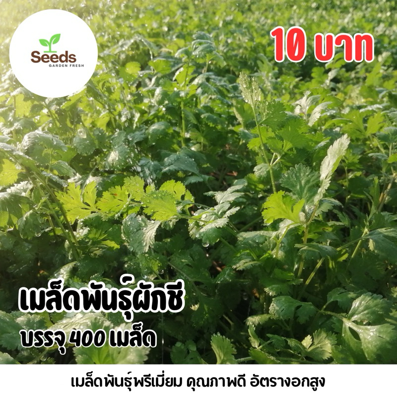 เมล็ดพันธุ์ ผักชี บรรจุ 400 เมล็ด