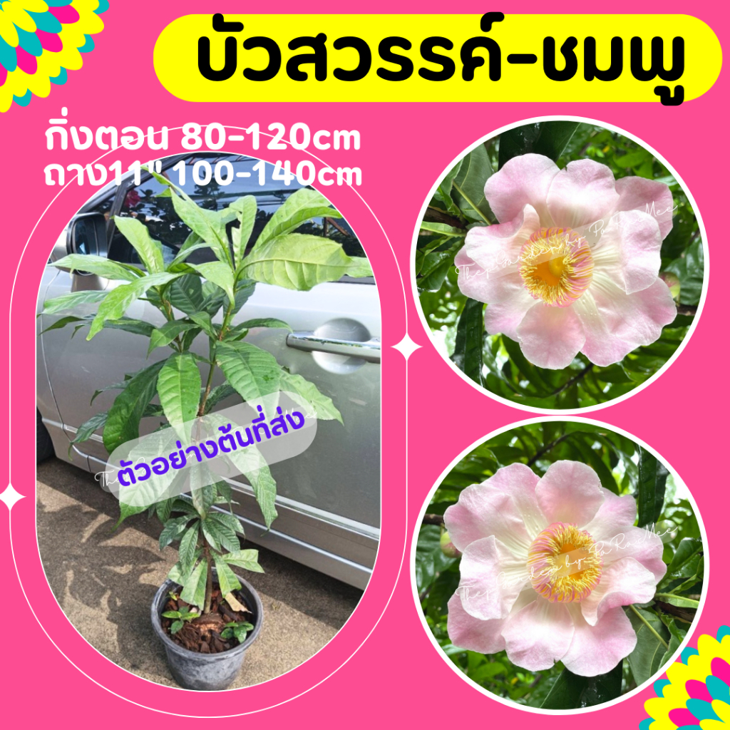 ต้นบัวสวรรค์ #บัวสวรรค์ ดอกสีชมพู ⛔️ทักแชทก่อนการสั่งซื้อ