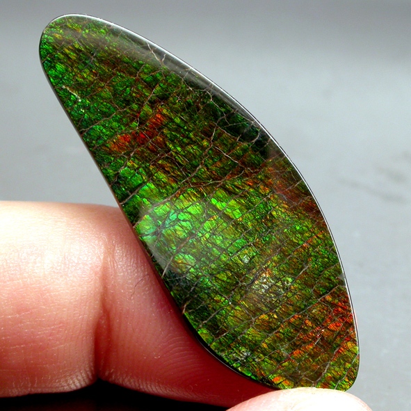 Ammolite แอมโมไลต์ (Ammolite) อัญมณีโลกล้านปีสุดหายาก อัญมณีนำโชค อัญมณีสะสม