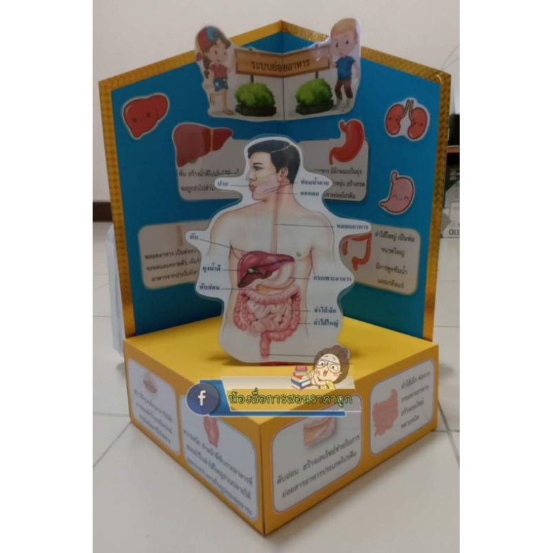 สื่อการสอนทำมือโมเดลระบบย่อยอาหาร