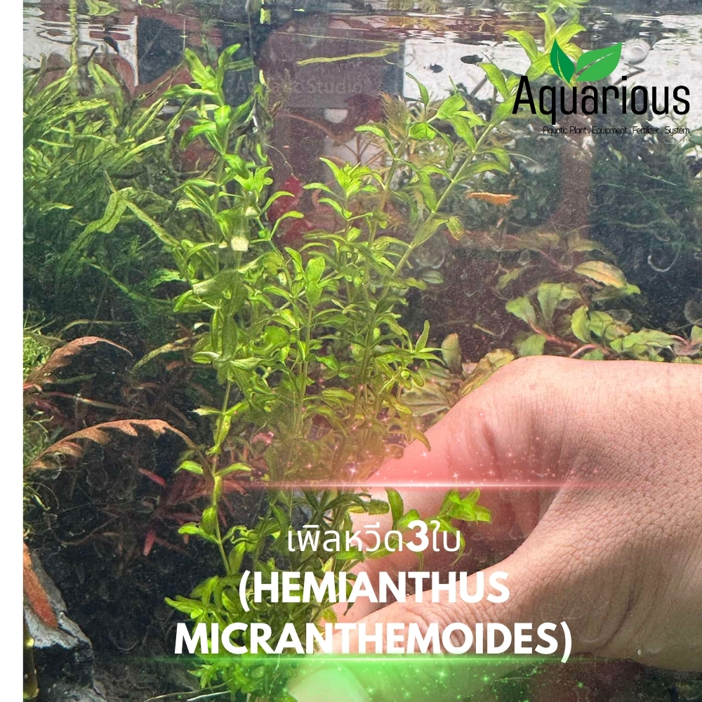 เพิลหวีดสามใบ (Hemianthus Micranthemoides) ใบน้ำ 100% ไม้นํ้าเลี้ยงง่ายโตไว
