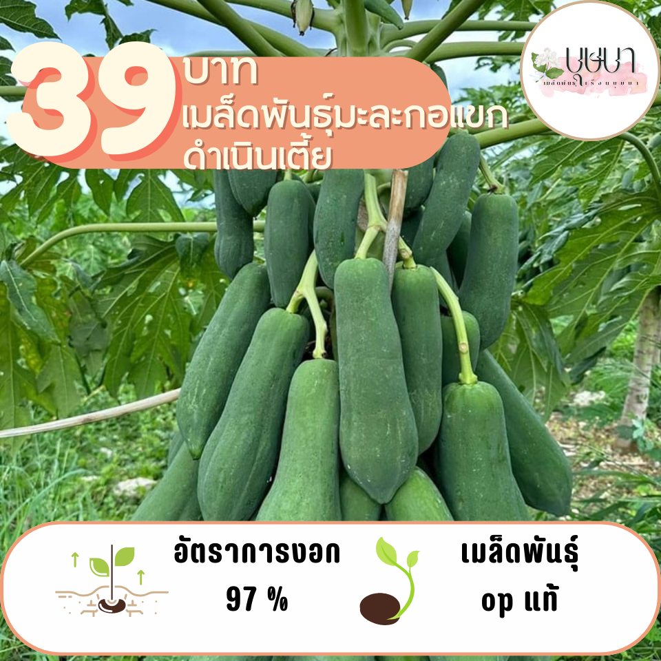 มะละกอดำเนินเตี้ย 100 เมล็ด 39 บาท