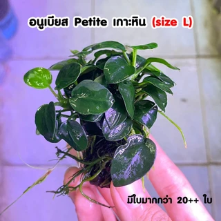 อนูเบียส​เกาะหิน​ (Anubias​) ต้นไม้น้ำ ไม้น้ำตู้ปลา ​ ***กรุณาอ่านรายละเอียดก่อนสั่งซื้อ***